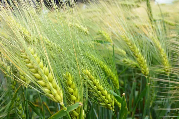 Feld mit grünem Weizen — Stockfoto