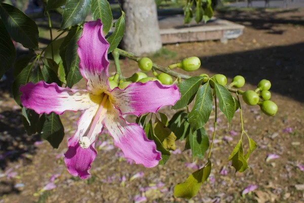 Zambak Ağacının Pembe Çiçeğinin Yakın Görüntüsü — Stok fotoğraf
