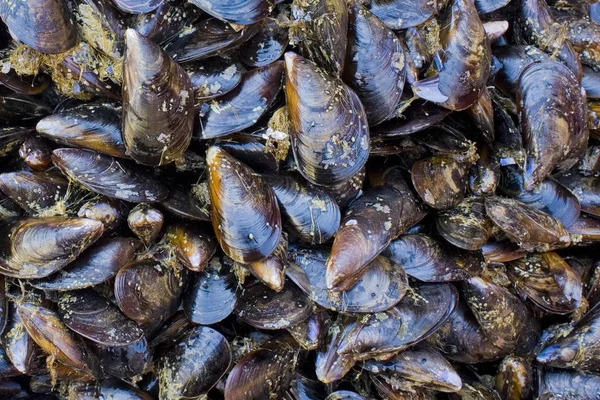 Mussels Sale Fish Market Catania Italy Sicily — 스톡 사진