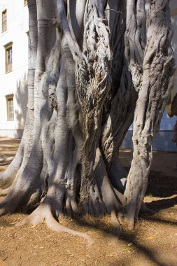 İtalya, Sicilya 'daki Ficus Macrophylla' nın yakın görüntüsü