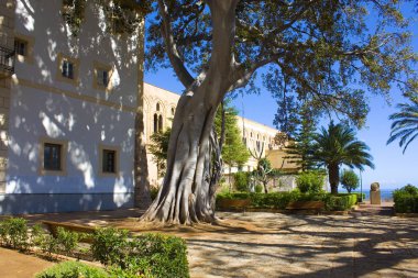 Ficus Macrophylla in Orange Garden (or Giardino degli Aranci) Monreale, Sicilya, İtalya