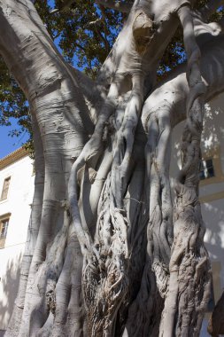 İtalya, Sicilya 'daki Ficus Macrophylla' nın yakın görüntüsü