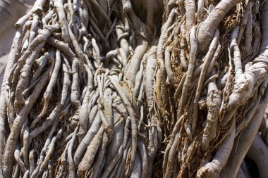 İtalya, Sicilya 'daki Ficus Macrophylla' nın yakın görüntüsü