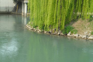 Ağlayan söğüt ve nehir