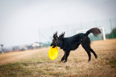 Frizbi ile oynayan köpek
