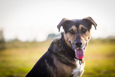 büyük köpek portre