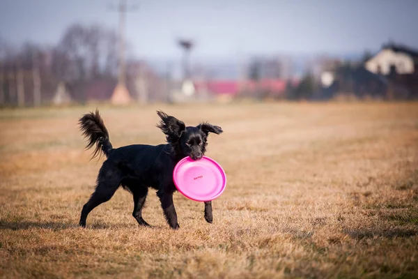 Frizbi ile oynayan köpek