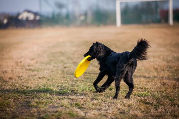 Perro jugando con frisbee —  Fotos de Stock