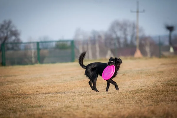 Perro jugando con frisbee — Foto de Stock