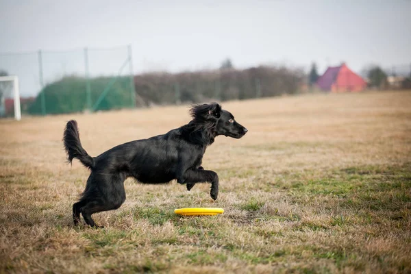 Pes hrát s frisbee — Stock fotografie