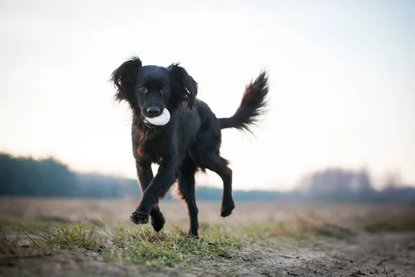 Czarny pies z pik — Zdjęcie stockowe