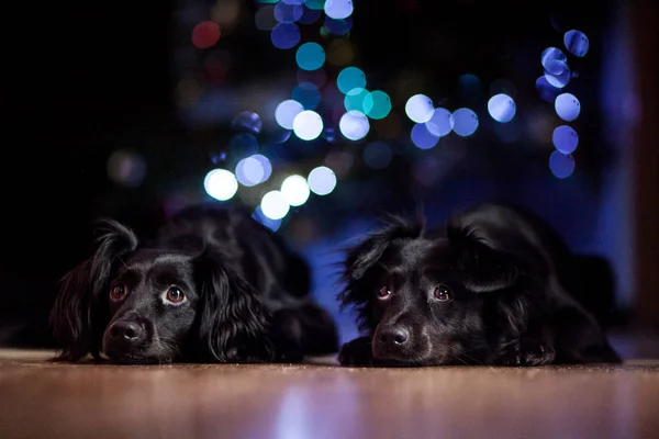 Noel ışıkları ve siyah köpekler