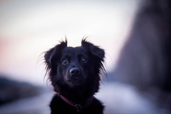 Собака зимой — стоковое фото