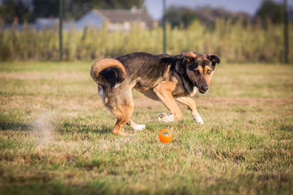 Perro jugando con pelota — Foto de Stock