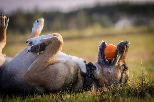 top oynayan köpek