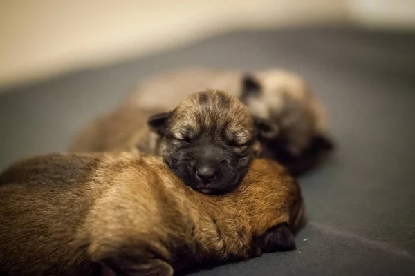 Kleine puppy slapen — Stockfoto