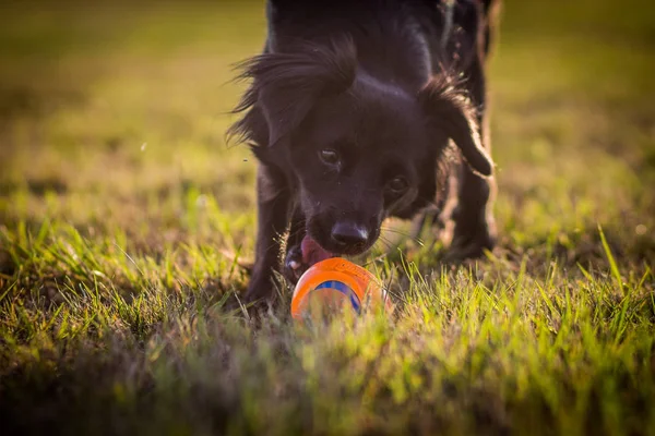 Perro jugando con pelota — Foto de Stock