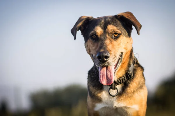 Grand portrait de chien — Photo