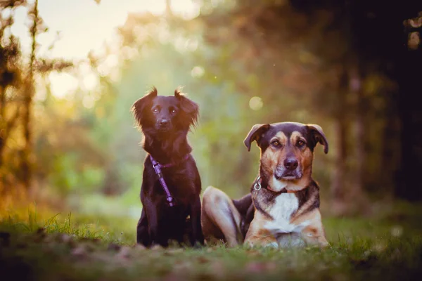 Dos perros retrato —  Fotos de Stock