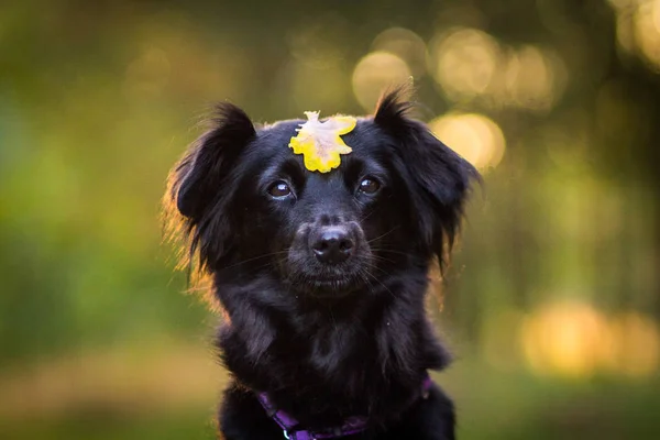 Чёрная собака с осенним листом — стоковое фото