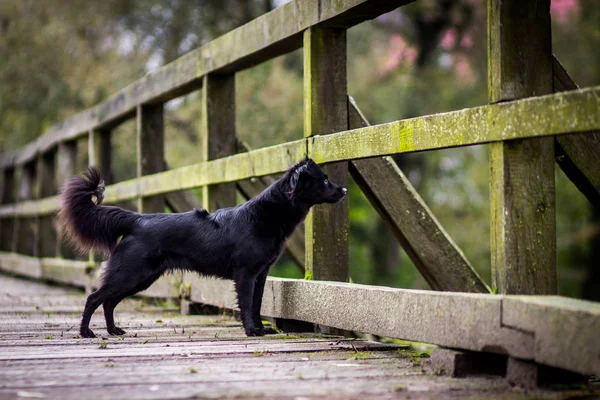 Perro negro en puente —  Fotos de Stock