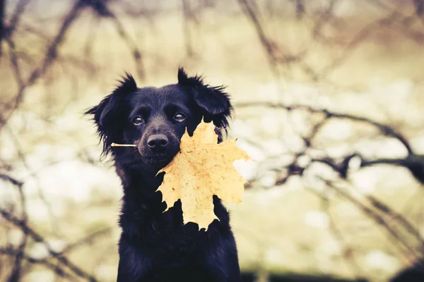 sonbahar yaprak ile köpek