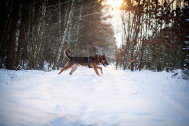 Kışın ormanda çalışan köpek
