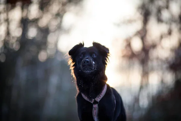 Schwarzer Hund Winter Porträt — Stockfoto