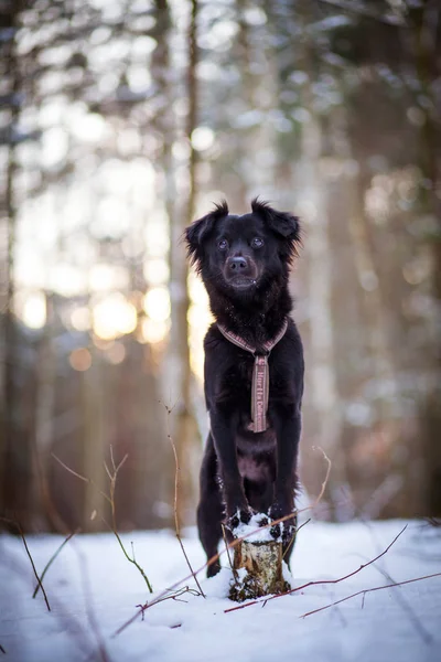 Siyah köpek kış portresi