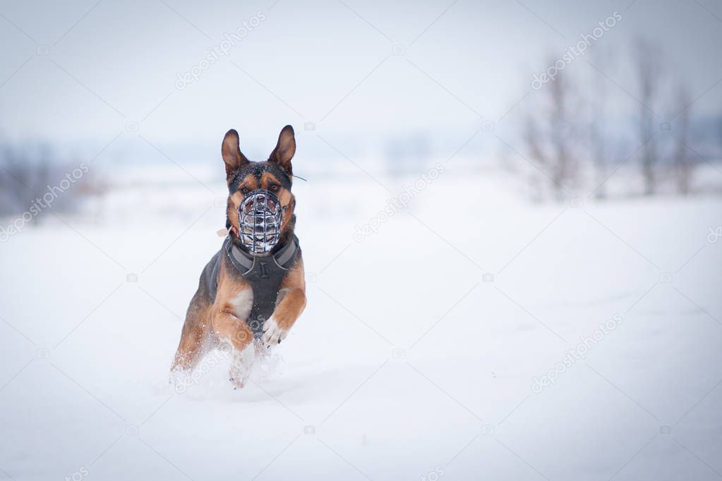 Dog in muzzle, running in snow