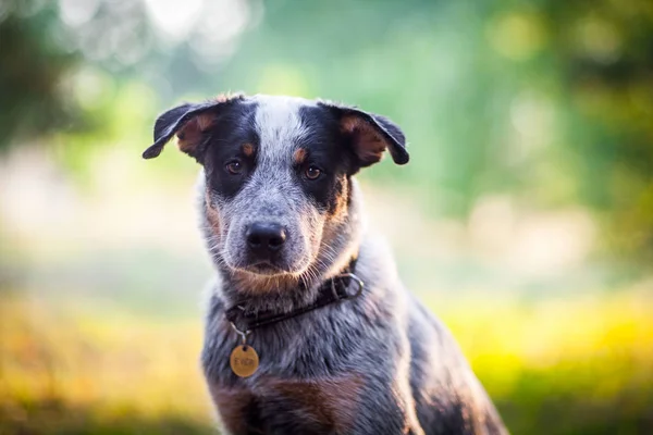 Cachorro de perro de ganado australiano — Foto de Stock