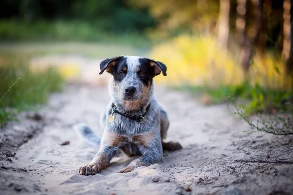 Cachorro de perro de ganado australiano — Foto de Stock