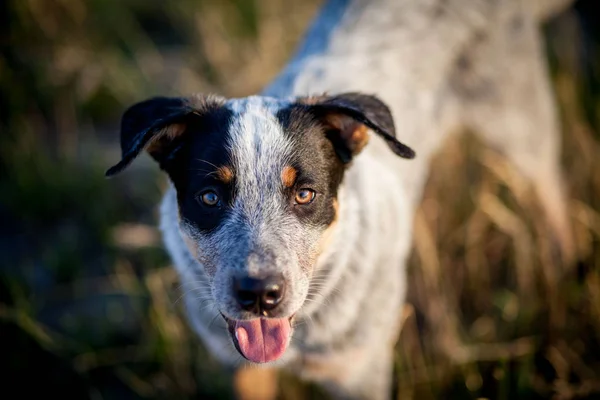 Cachorrinho de cão de gado australiano — Fotografia de Stock