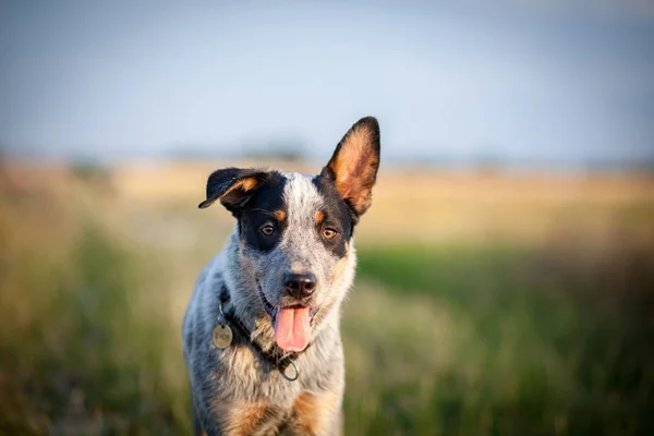 Avustralyalı büyükbaş hayvan köpek yavrusu