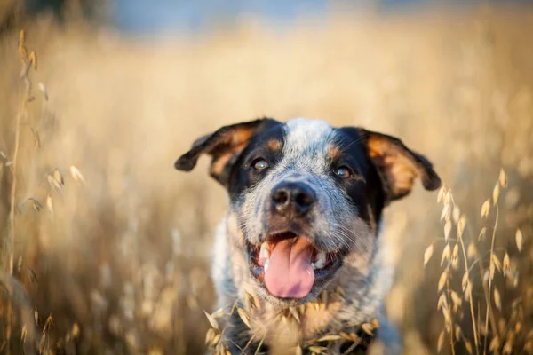 Ausztrál szarvasmarha dog kiskutya — Stock Fotó