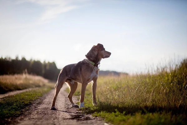 Собака Літній Прогулянці Повідця — стокове фото