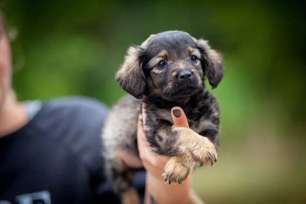 Kleine süße Welpen — Stockfoto