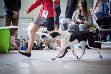 Border collie köpek göstermek