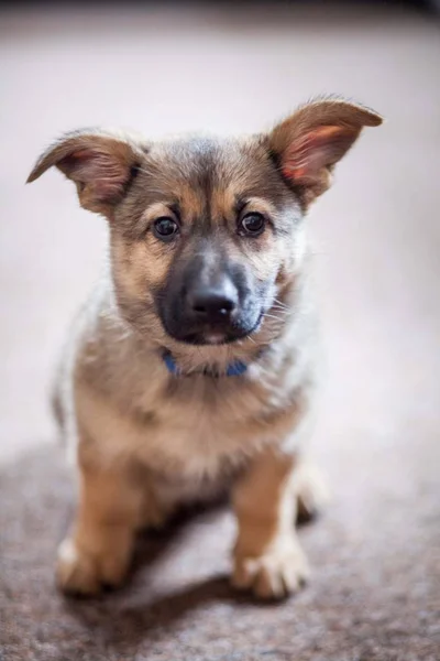 Duitse Herder Pup Huis — Stockfoto