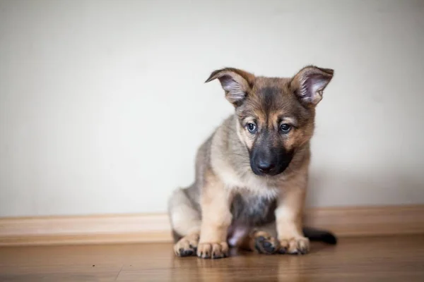 Pastore Tedesco Cucciolo Casa — Foto Stock