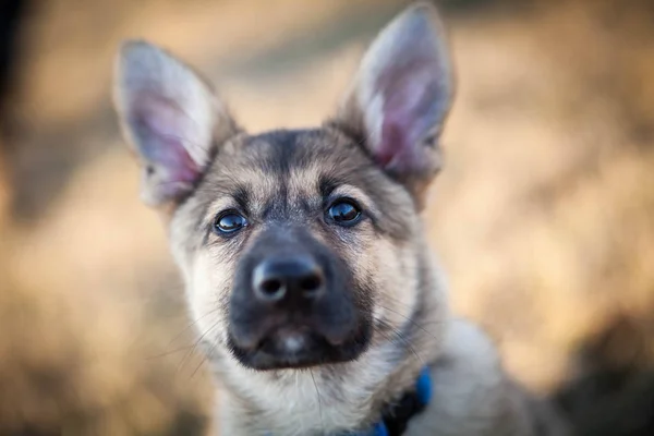 German Shepherd Puppy Walk — Stock Photo, Image