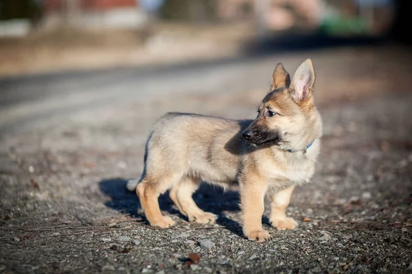 Duitse Herder Pup Wandeling — Stockfoto