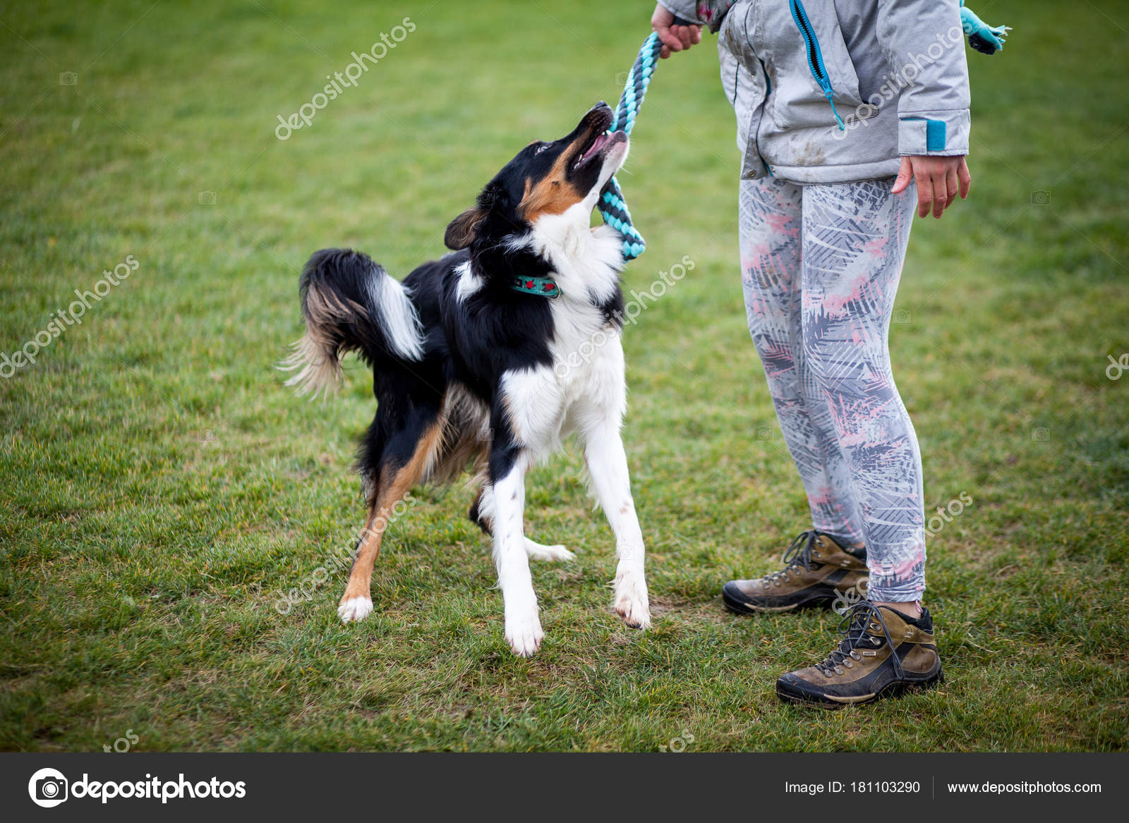 collie dog training
