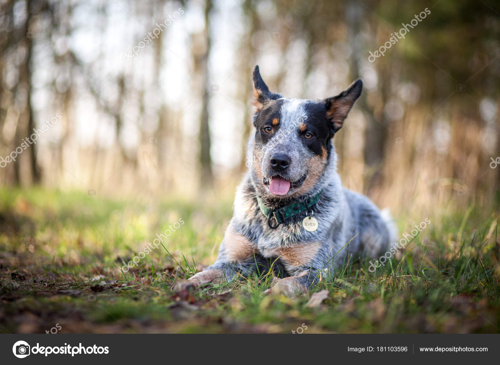 Australian Cattle Dog Blue Heeler — Stock Photo © AdrianaJaworska #181103596, image size:1600x1167