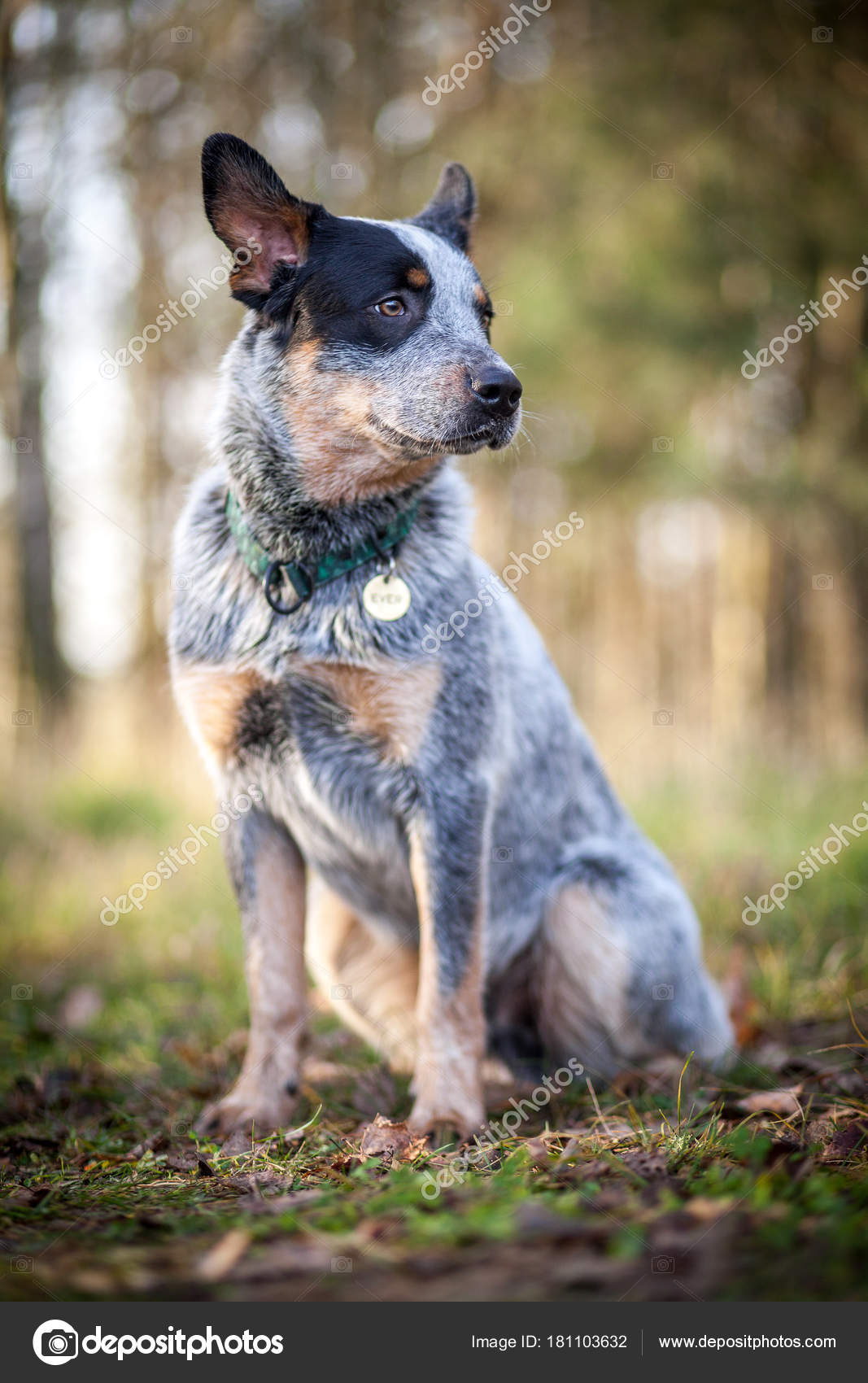 red heeler e blue heeler