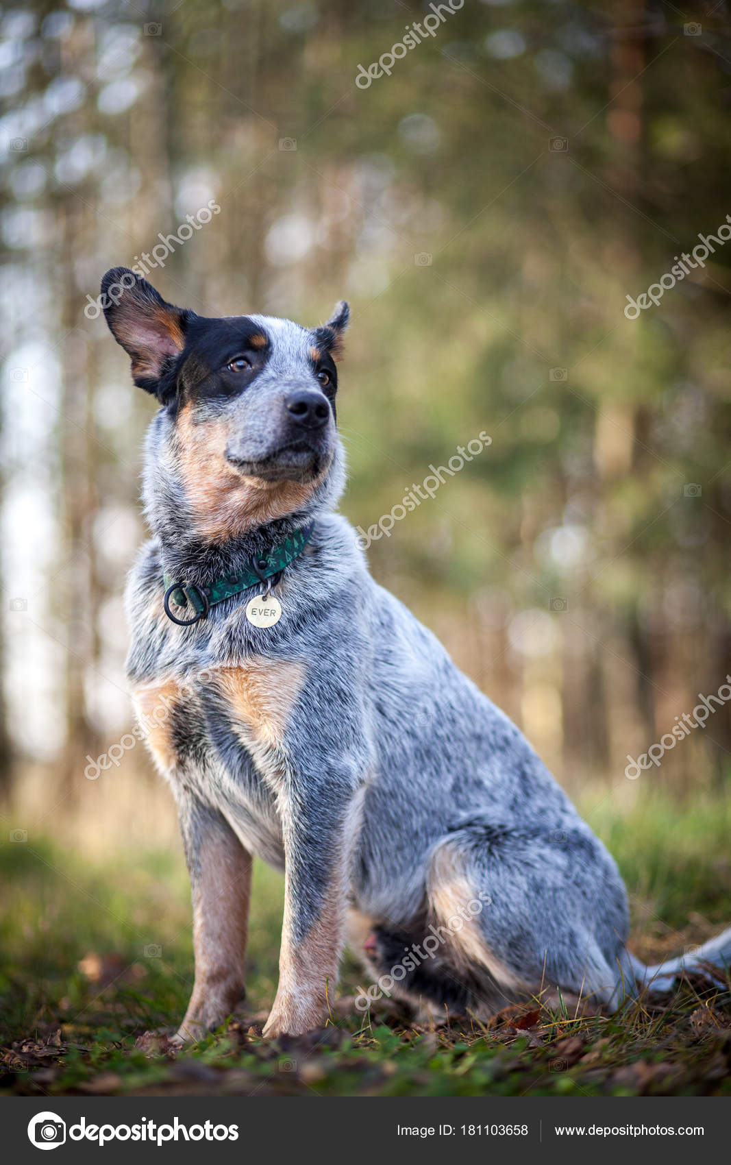 red heeler e blue heeler