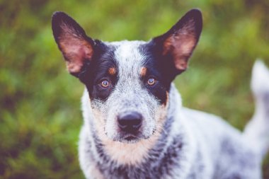 Avustralyalı büyükbaş hayvan köpek - köpek eğitimi - köpek oynama - mavi SPLIT