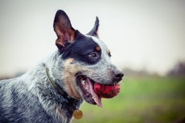 Avustralyalı büyükbaş hayvan köpek - köpek eğitimi - köpek oynama - mavi SPLIT