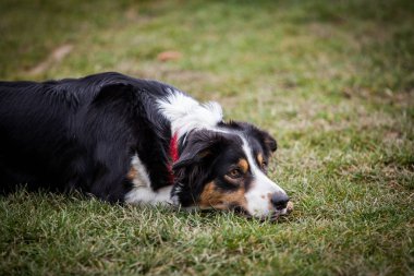 Köpek eğitimi - kenar kömür ocağı