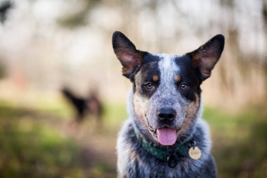 Avustralyalı büyükbaş hayvan köpek - mavi SPLIT